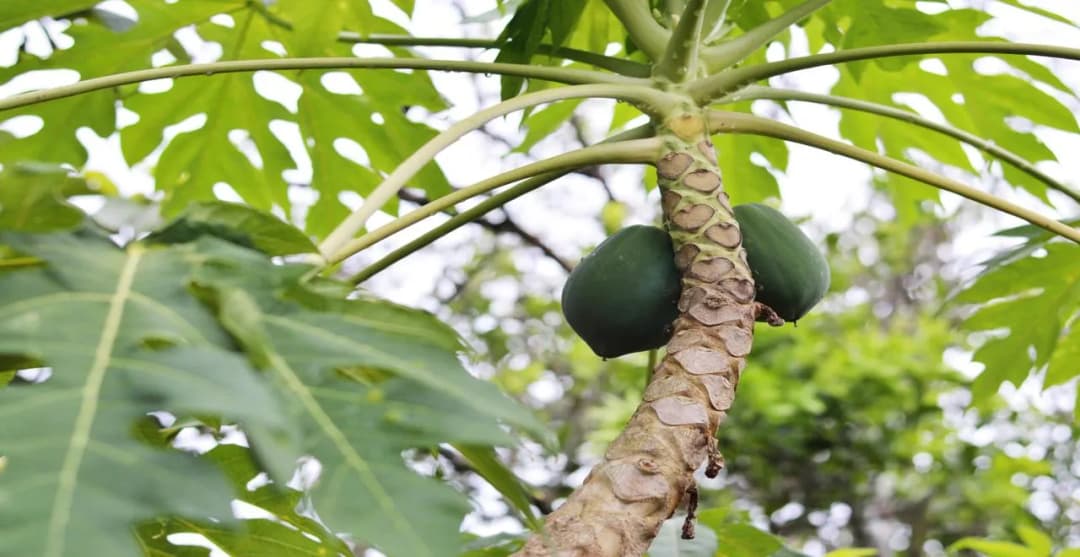 Jus de Papaye Maison : L'Élixir Tropical qui Enchante Votre Santé